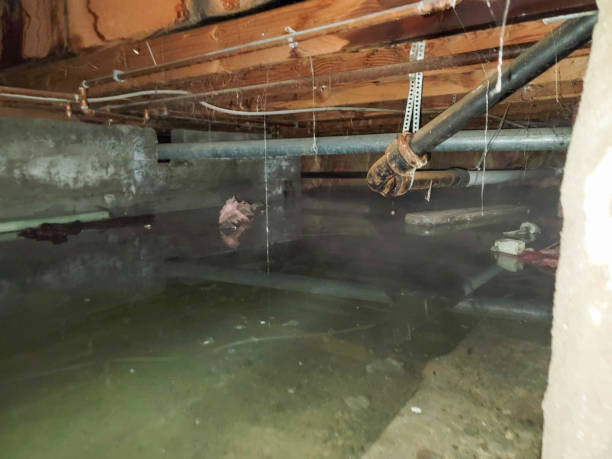Best Basement water damage restoration  in Monroe, MI
