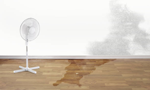 Best Residential water damage restoration  in Monroe, MI