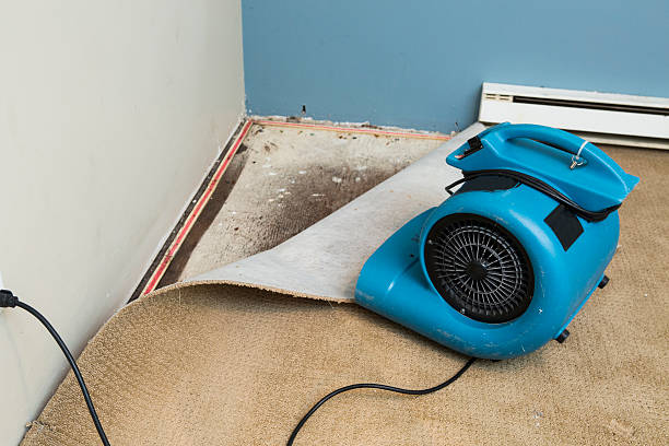 Best Water damage restoration near me  in Monroe, MI